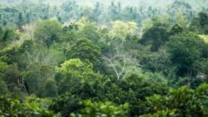 u3-hutan-1740803987339_169