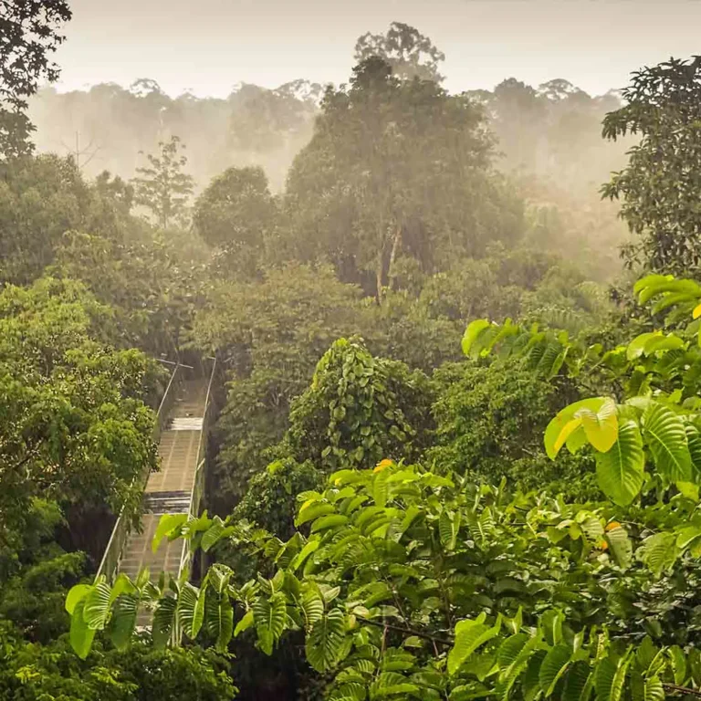 u3-rainforest-wiew-from-the-canopy-walk-tower-in-sepilok-borneo